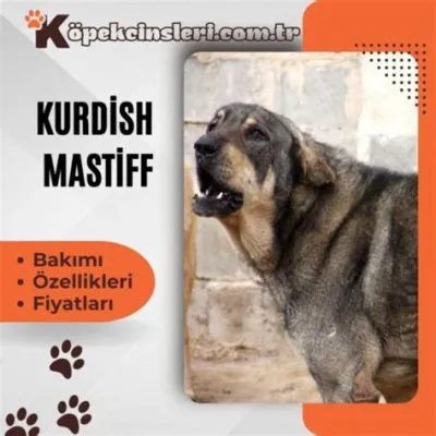  Kurd ve Köpek: Sadakatin ve Fedakarlığın Ötesinde Bir Hikaye Mi?