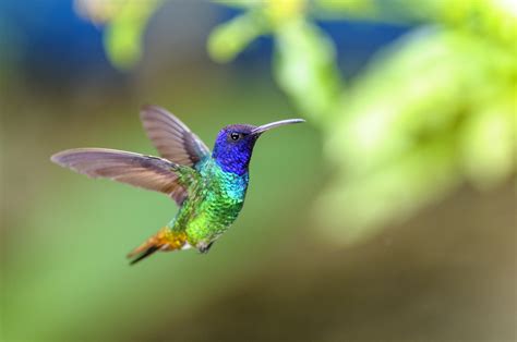  Legend of the Hummingbird: A Magical Tale of Transformation and Self-Discovery From Ancient Brazil!