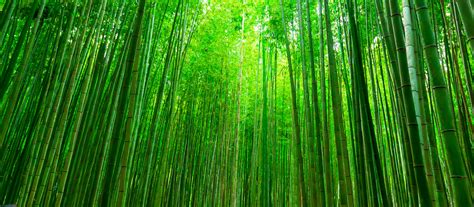  The Journey Through Whispering Bamboo: An Epic Tale of Ancient Colombian Wisdom?